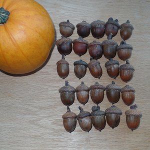 Real Acorns 25 Natural Vase Filler Fall Decoration